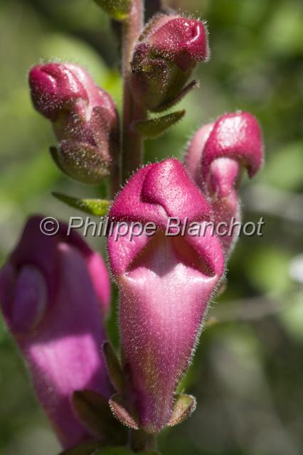 espagne catalogne 05.JPG - Muflier gueule de loupAntirrhinum majus, ScrofulariacéesCatalogne, Espagne